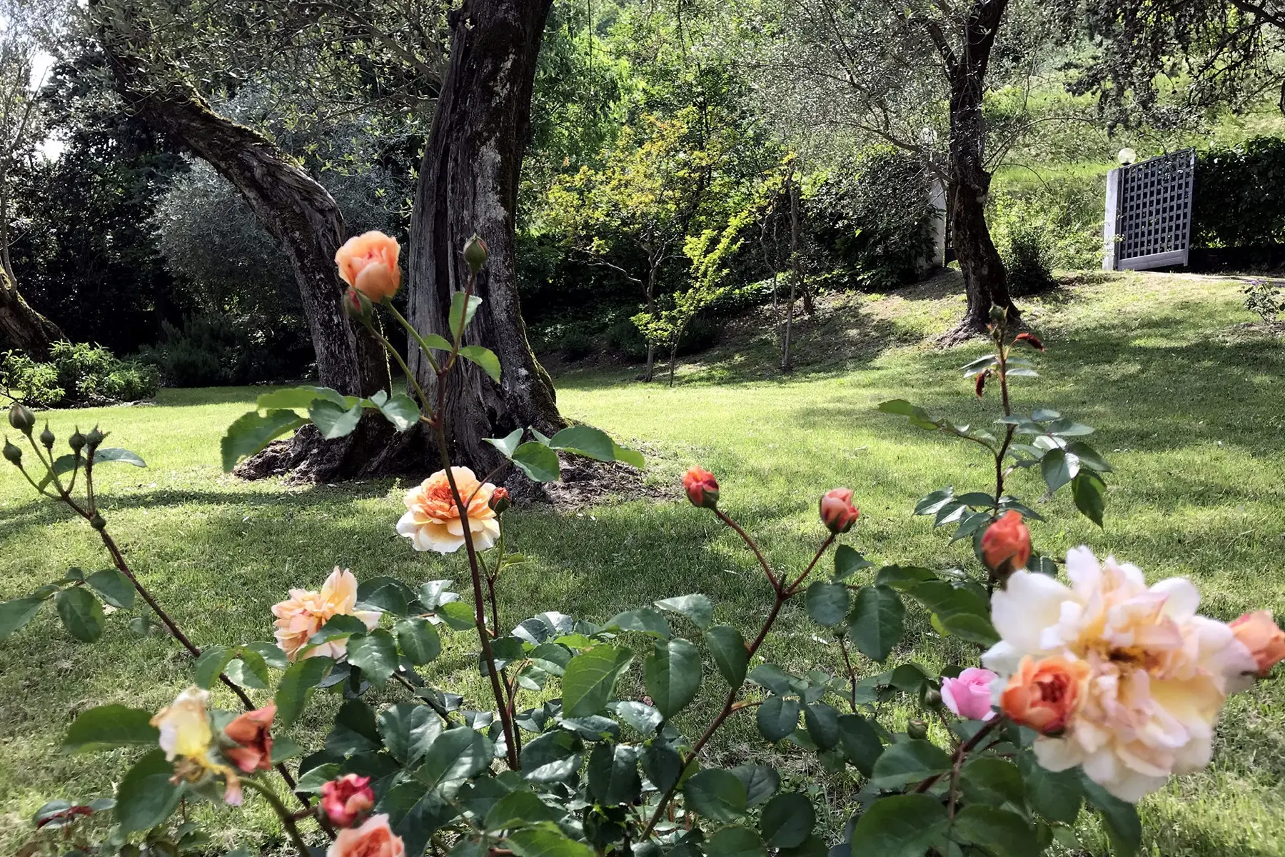 Roses under the olive trees